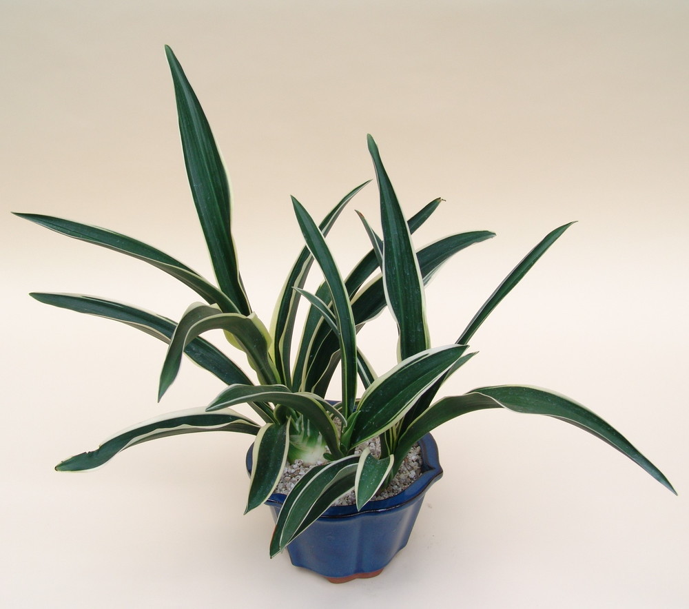 2019年2月 – おもとの豊明園（ほうめいえん）