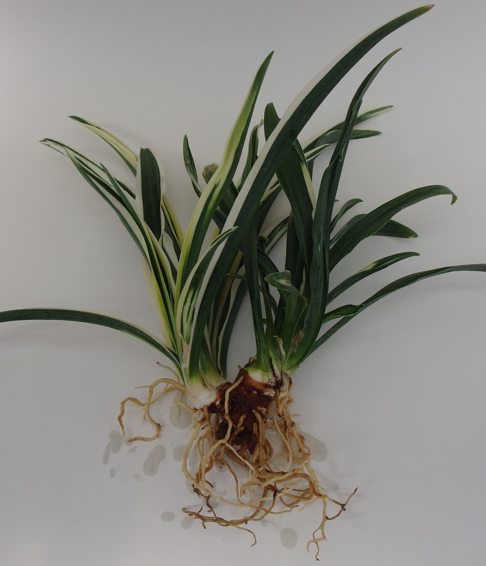 2019年2月 – おもとの豊明園（ほうめいえん）