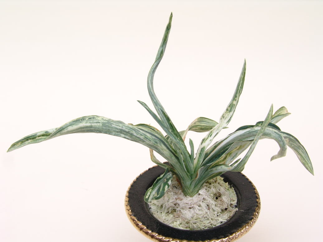 2020年9月 – おもとの豊明園（ほうめいえん）