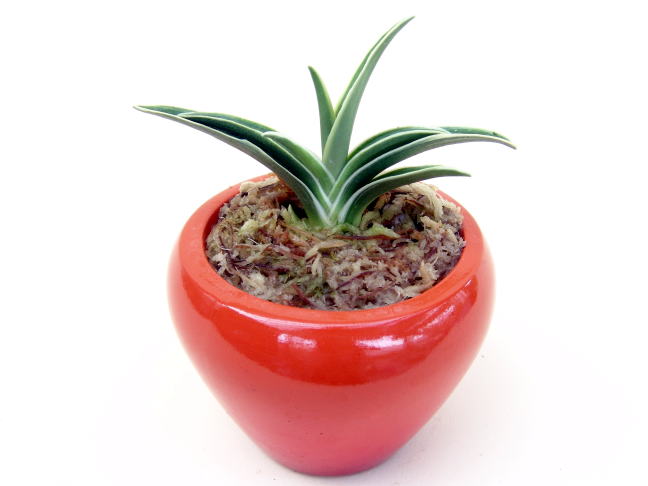 2023年1月 – おもとの豊明園（ほうめいえん）