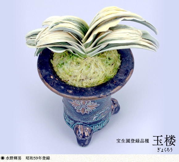 宝生園の万年青｜愛知県岡崎市 宝生園