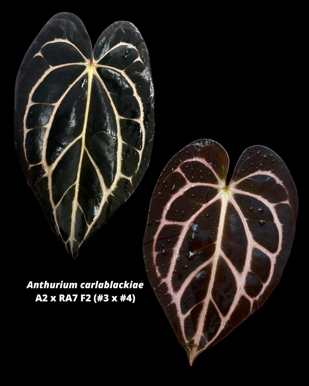 Anthurium carlablackiae – hoyahole