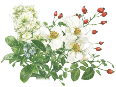 ボタニカル アート シリーズ 新発売｜ ホルベイン オフィシャルウェブ