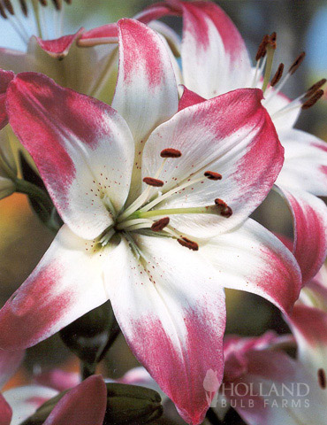 Lollypop Asiatic Lily | Holland Bulb Farms | 77149