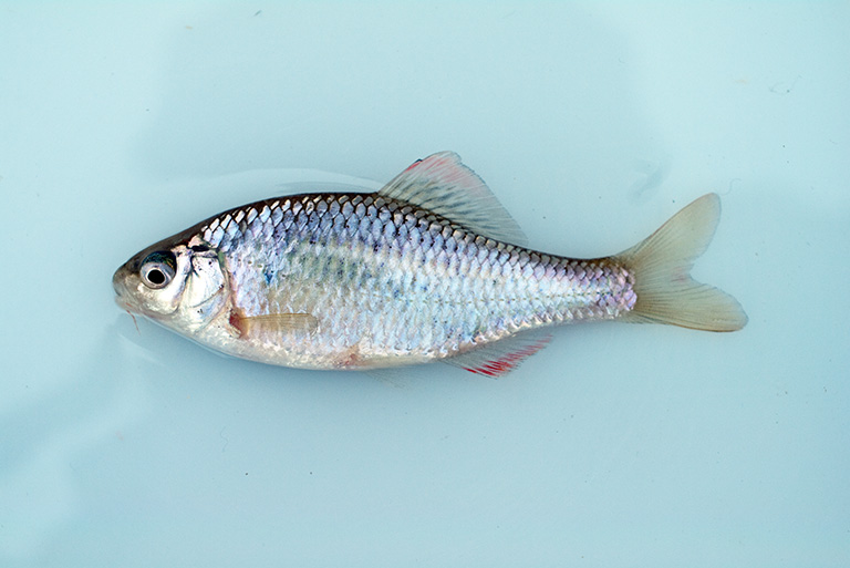 タナゴ釣り徹底攻略｜タナゴの種類と生息地｜Honda釣り倶楽部｜Honda