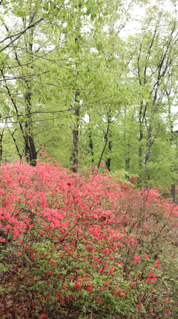 ふるさとの森公園の山ツツジ | 本庄市観光協会