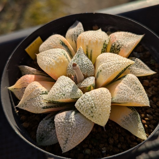 ハオルチアクラブ｜多肉植物の専門店【通販対応】