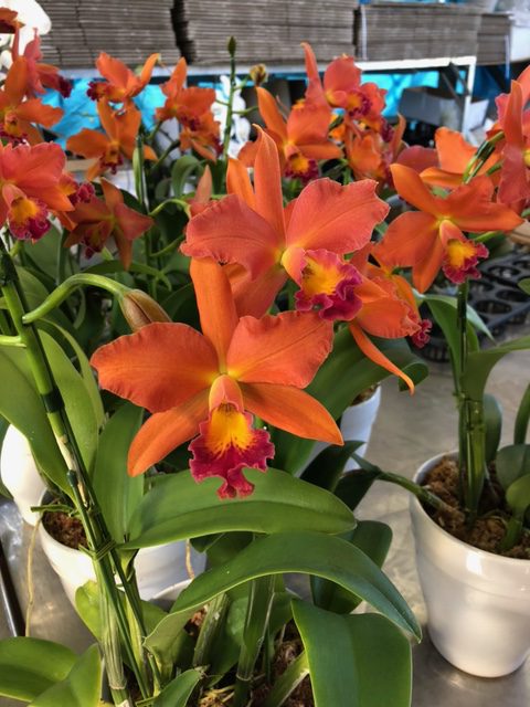 渋めのオレンジカラー！ミディカトレア | 胡蝶蘭・大輪 カトレア・ミニ