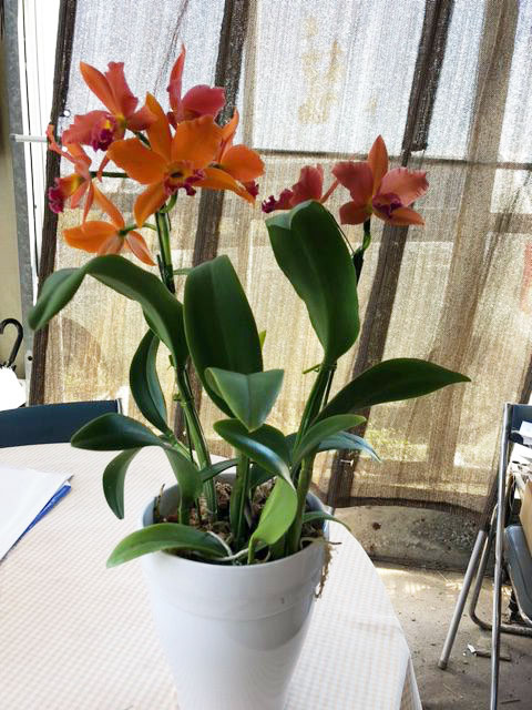 渋めのオレンジカラー！ミディカトレア | 胡蝶蘭・大輪 カトレア・ミニ