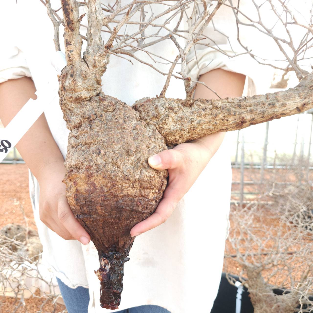 塊根植物専門『ハコネコオークション』開催中！！ – HakoNeko_Plants