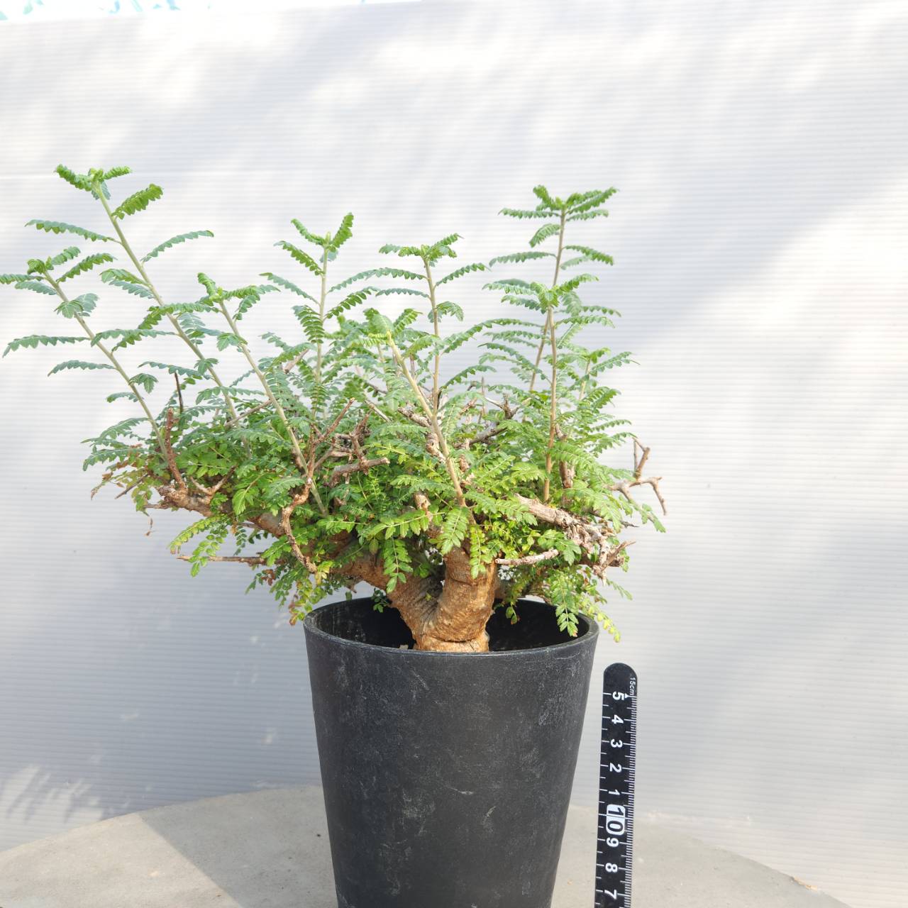 塊根植物専門『ハコネコオークション』開催中