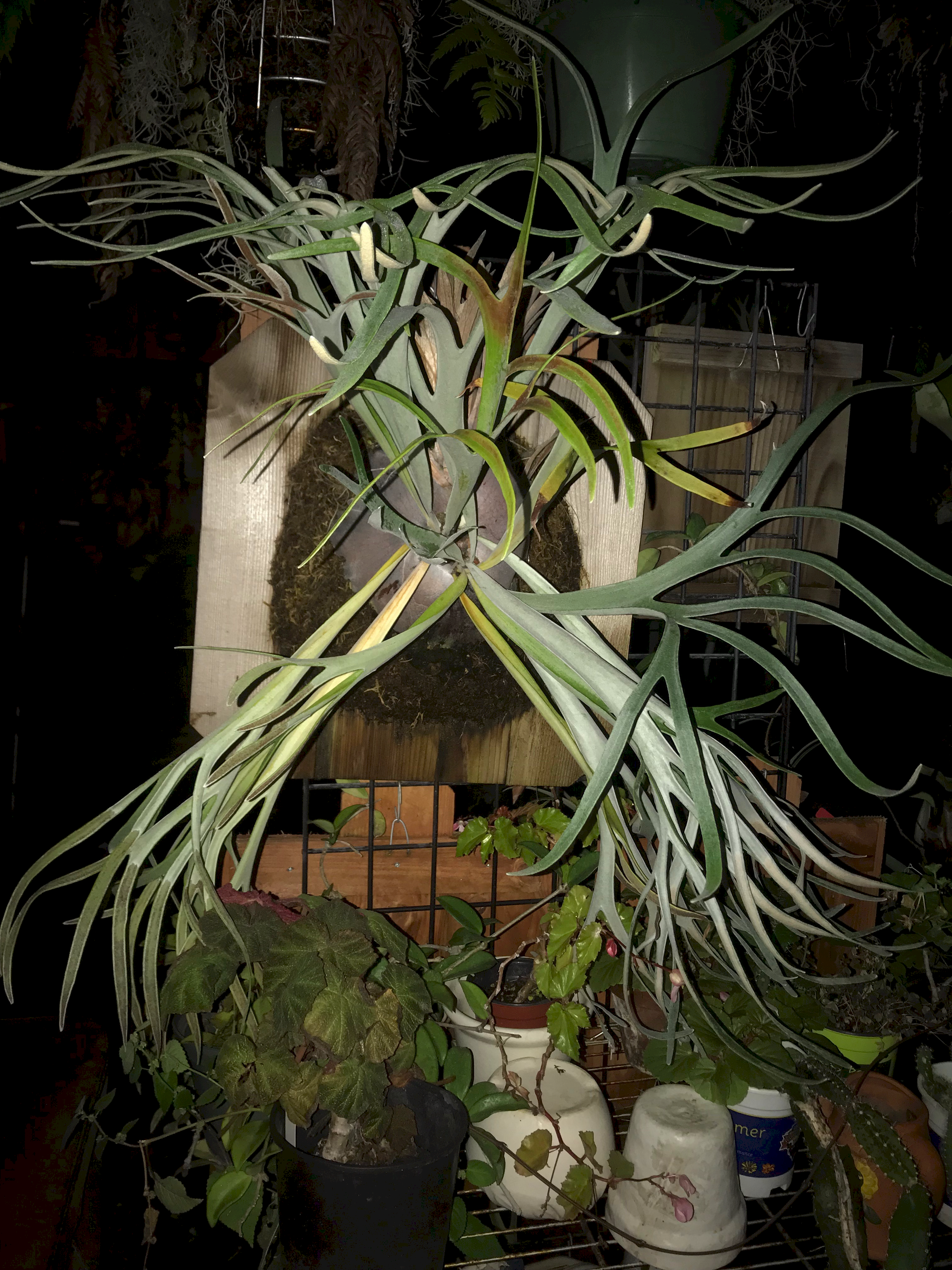 Platycerium Veitchii