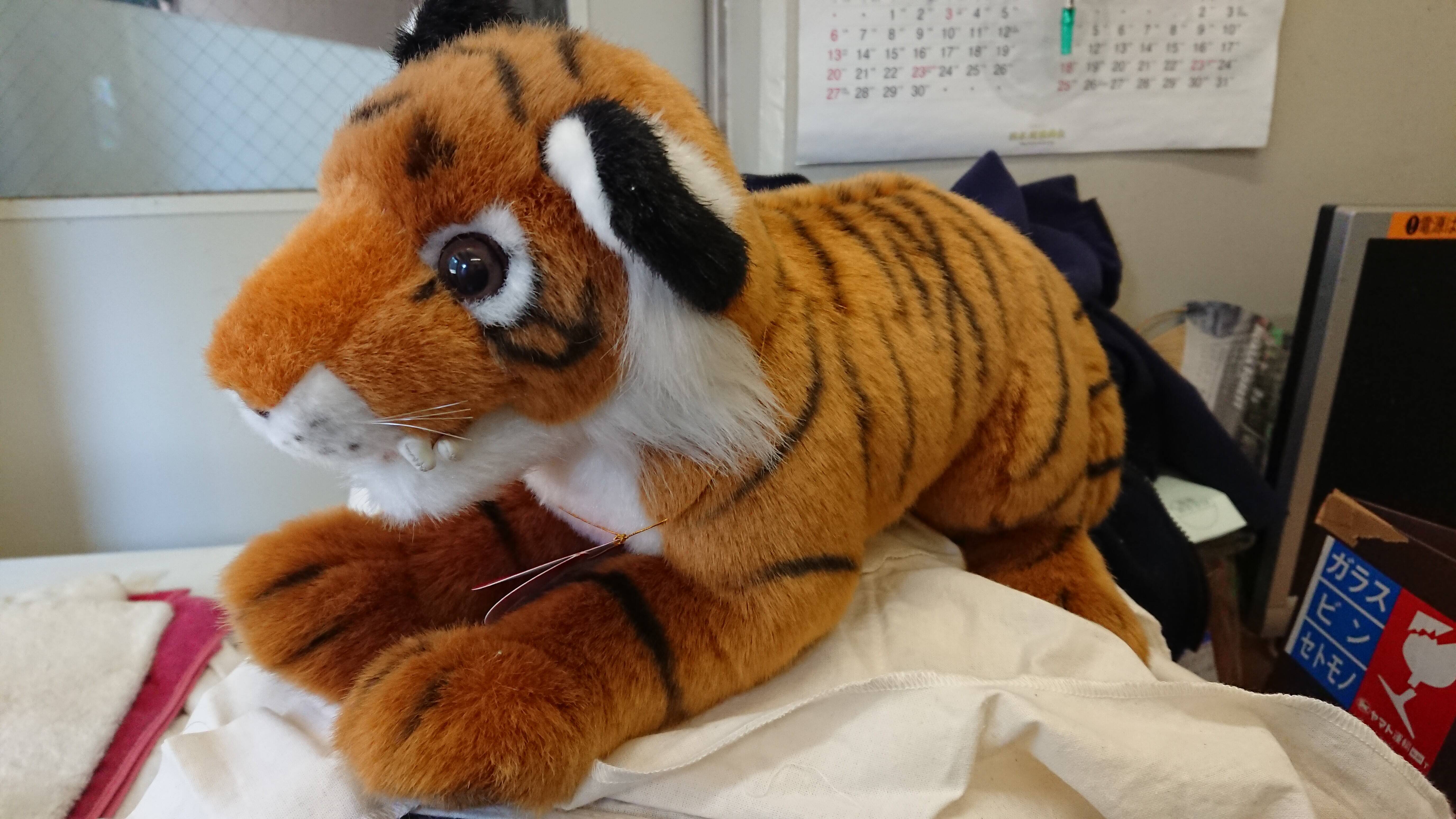 子トラの成長記録・・・その㊴|すまとらとら｜ブログ|よこはま動物園