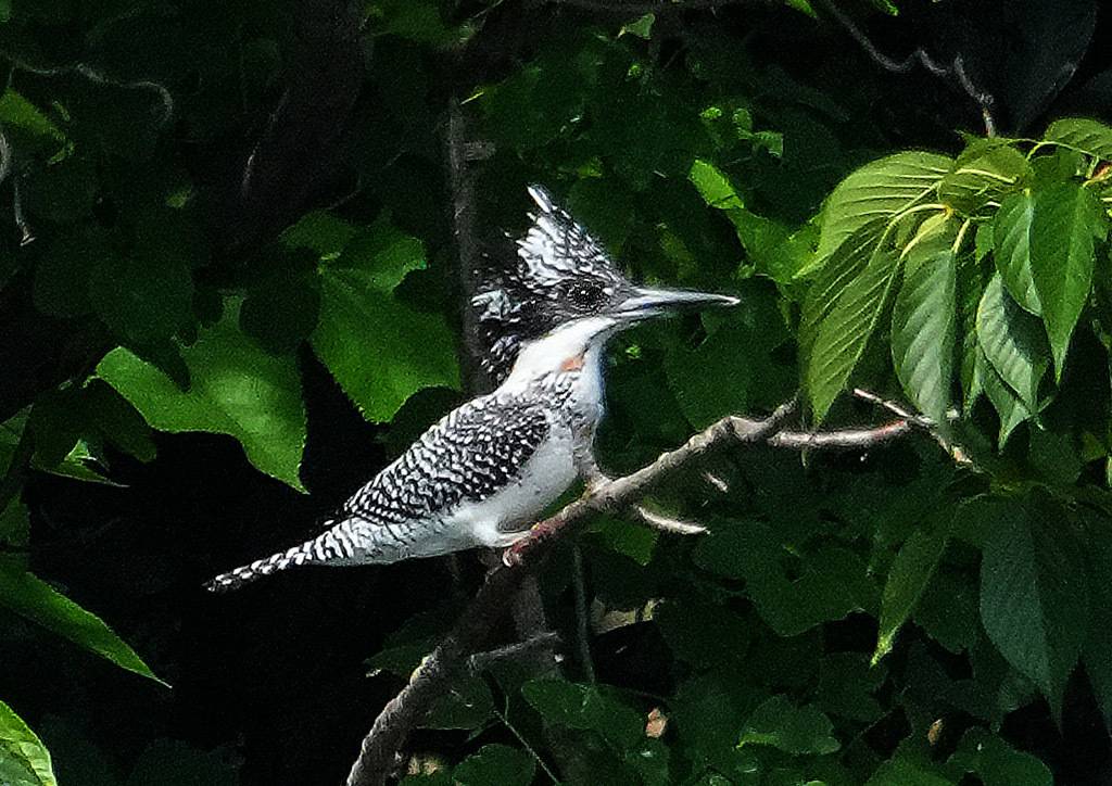 ヤマセミ】フィーバー♪|｜ブログ|長浜公園公式サイト｜公益財団法人