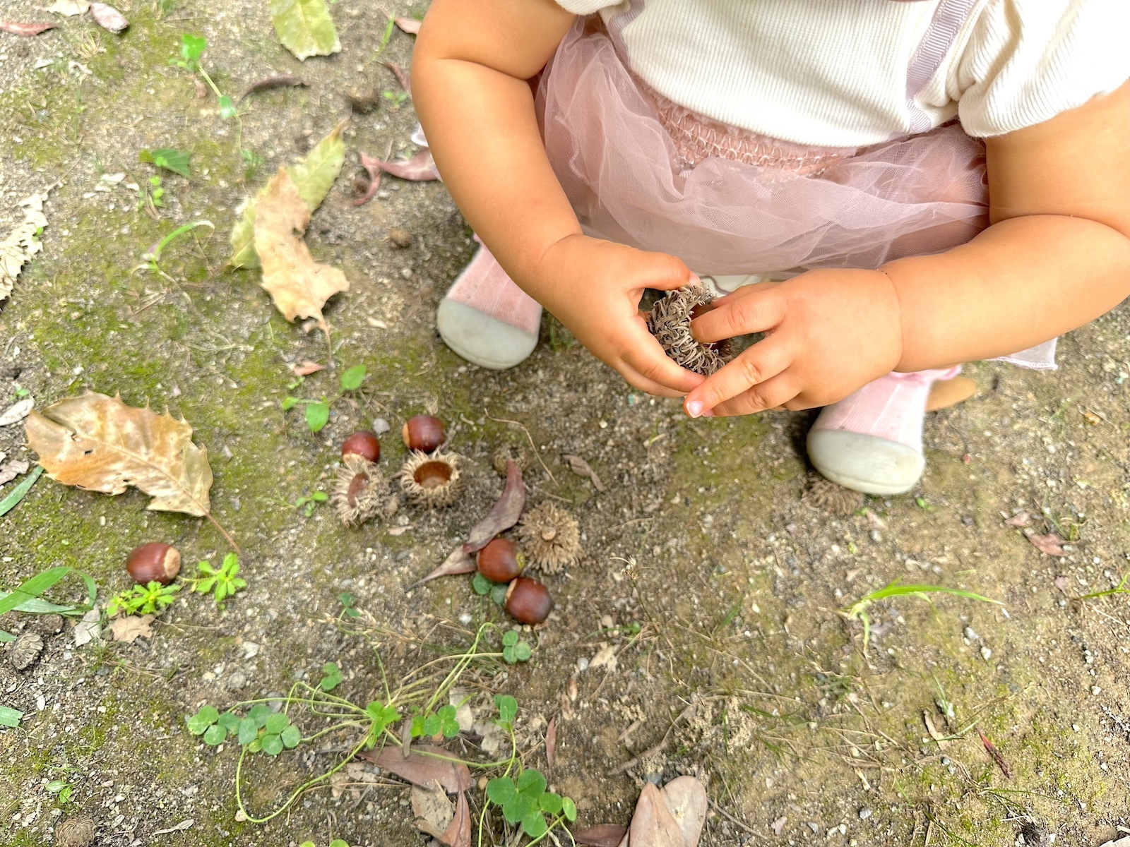 どんぐりの宝庫「高丘どんぐり公園」 - 浜松市子育て情報サイト ぴっぴ