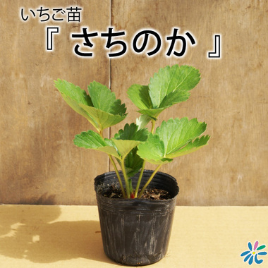 いちご苗 さちのか イチゴの苗・葉牡丹など、花や野菜の苗を通信販売