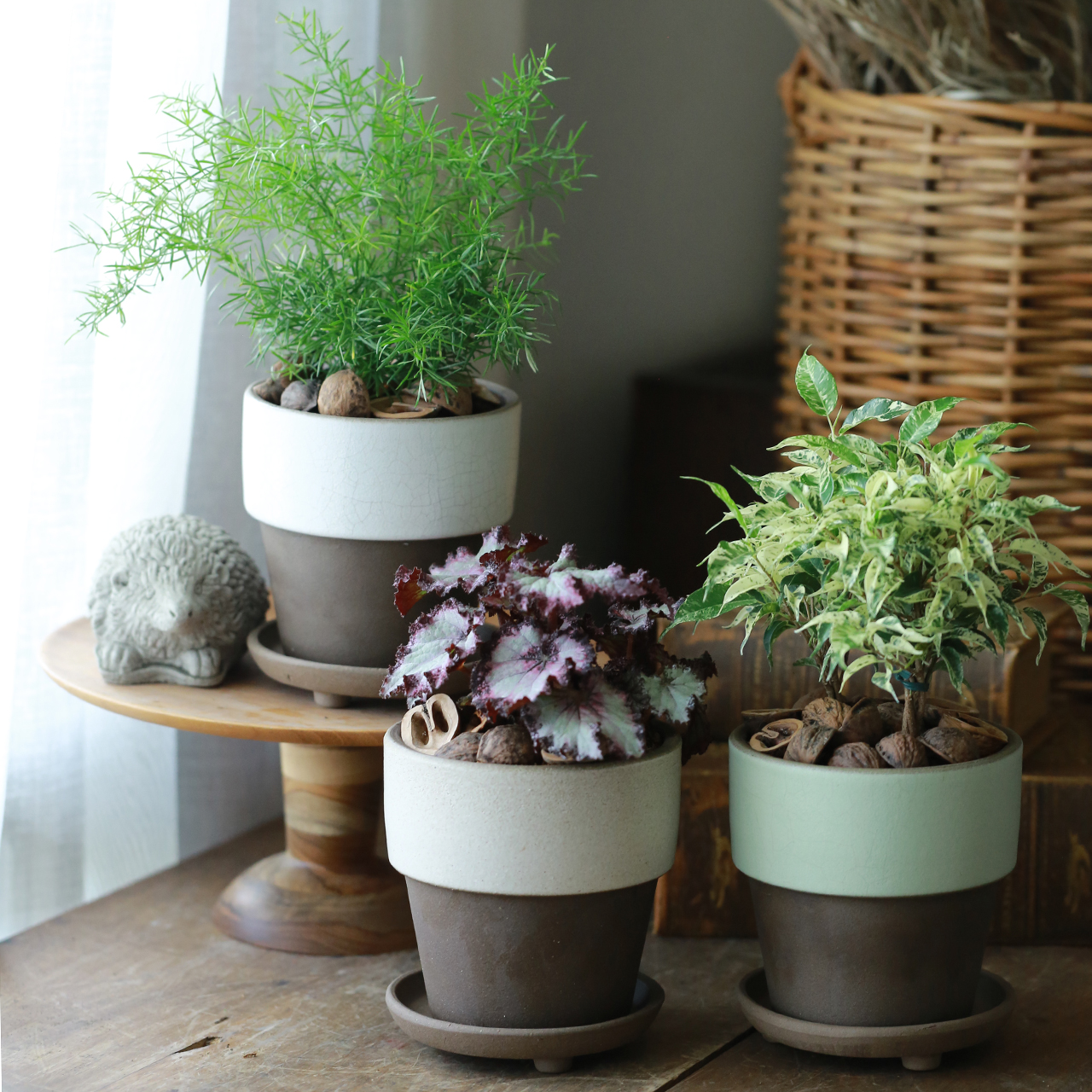 3点セット】お部屋で楽しむ観葉植物セット | アトリエ華もみじ