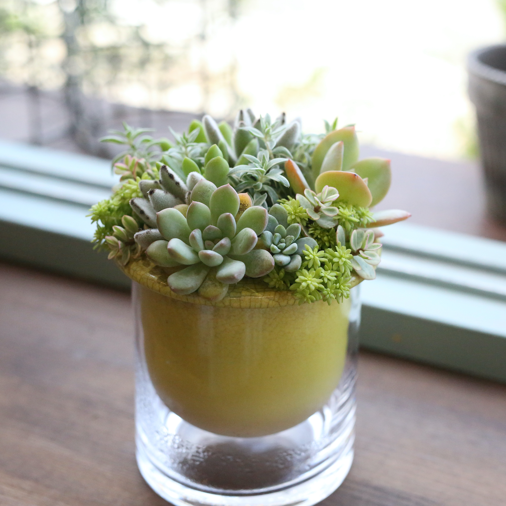 1点もの】多肉植物の寄せ植え（イエローポット） | アトリエ華もみじ