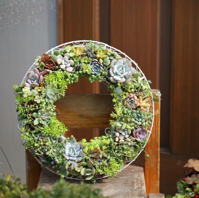 1点もの】多肉植物の華やかリース（おつとめ品） | アトリエ華もみじ