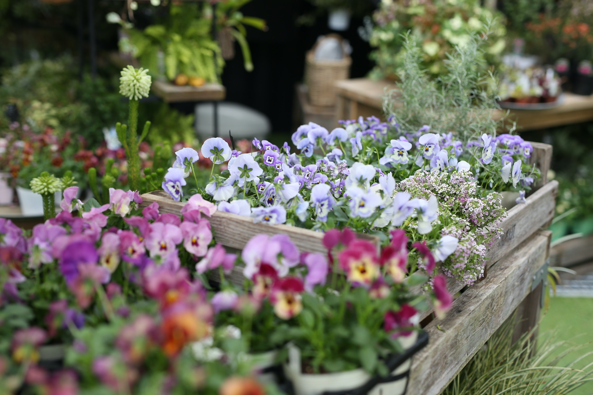 コラム】ビオラ&パンジーの季節になりました！ | アトリエ華もみじ
