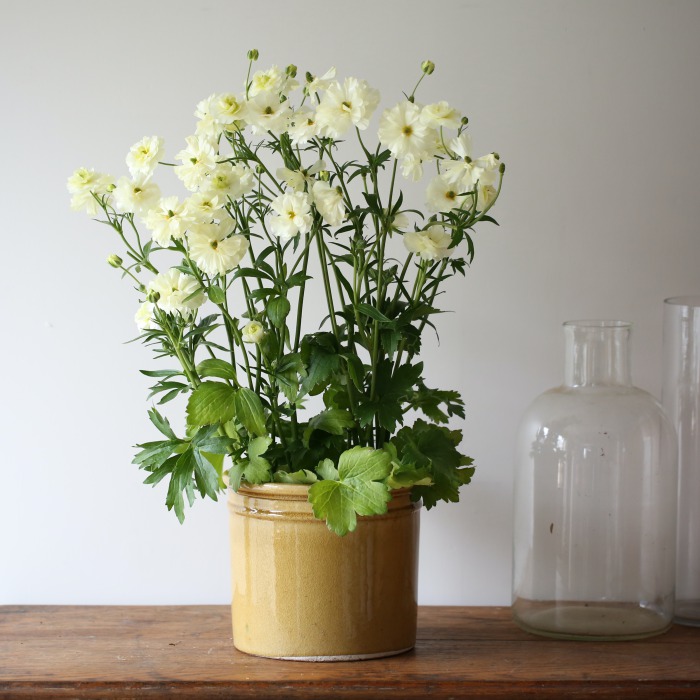 2鉢セット】ラナンキュラス ラックス〔グレーシス〕 | アトリエ華もみじ