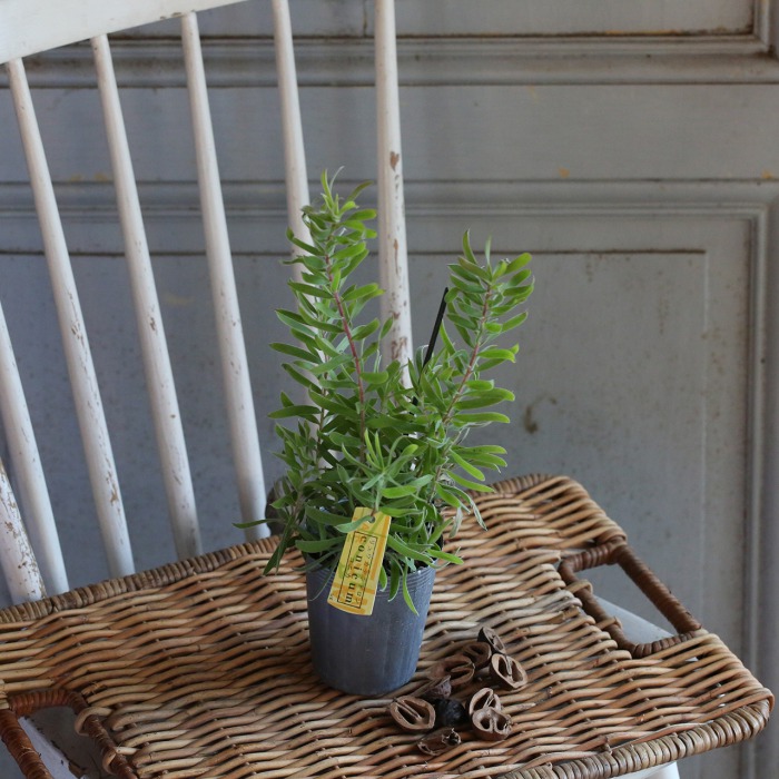 自分で植える】内山園芸さんのオージープランツセット（東京発送
