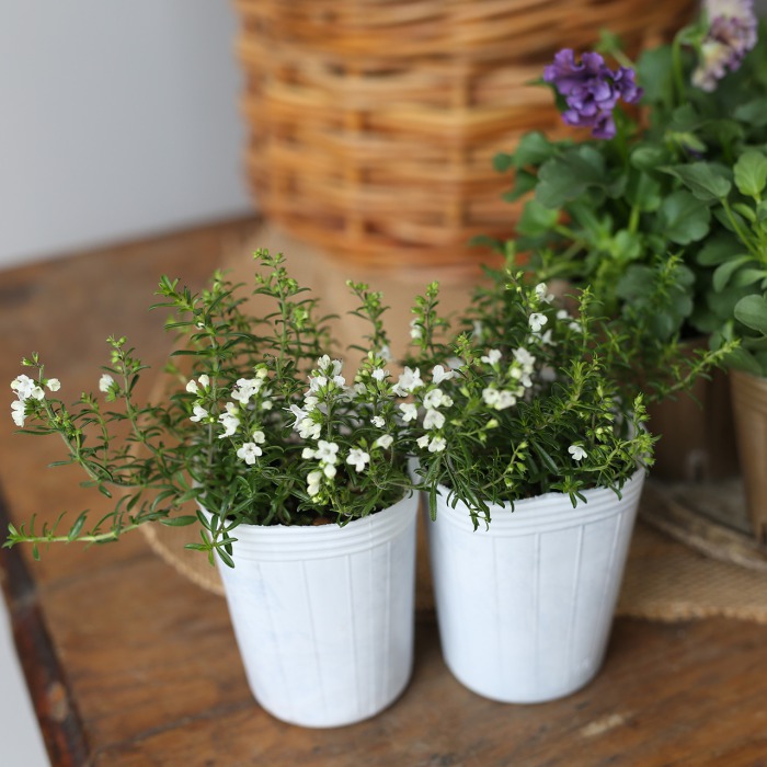 自分で植える】石川園芸ビオラレディの淑女な花苗セット | アトリエ華