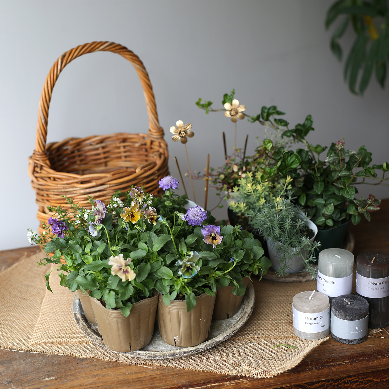 自分で植える】石川園芸ビオラレディの淑女な花苗セット | アトリエ華