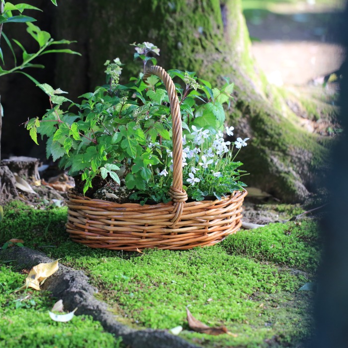 産地直送】屋久島スミレと山アジサイの緑雨（りょくう）の花苗セット
