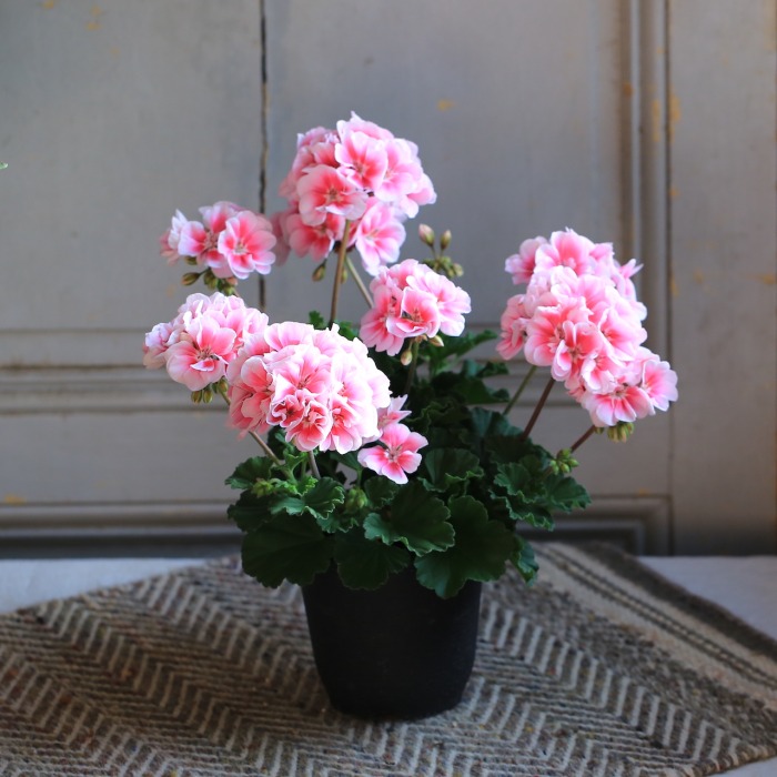 産地直送】秋田緑花農園のゼラニウム ムーンライトキャシー（5寸