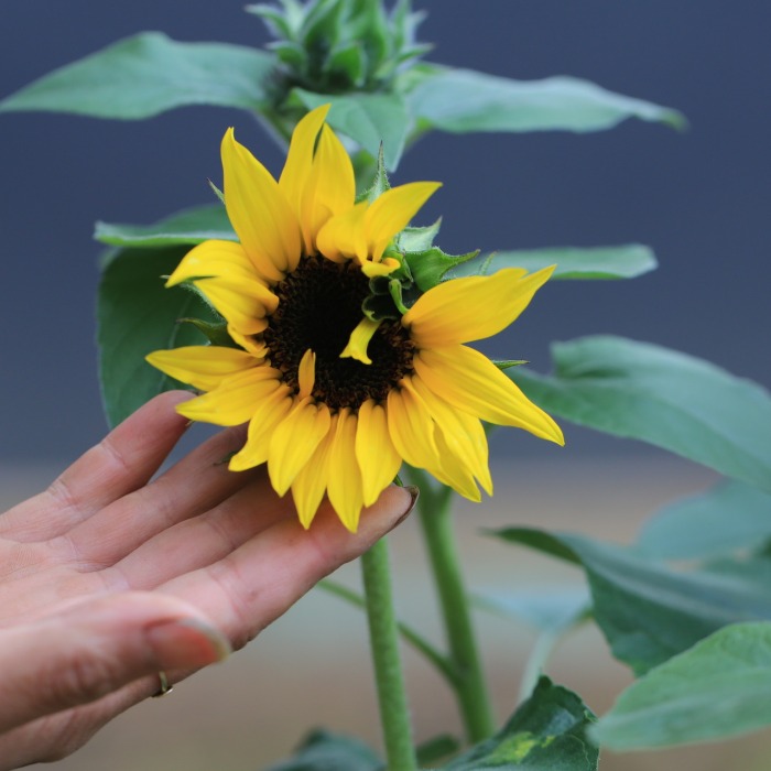 産地直送】秋田緑花農園のヒマワリ“サンフィニティ”［8寸ポット