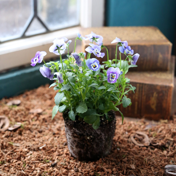 自分で植える】奥田園芸さんのブルービオラ花苗セット（福岡発送