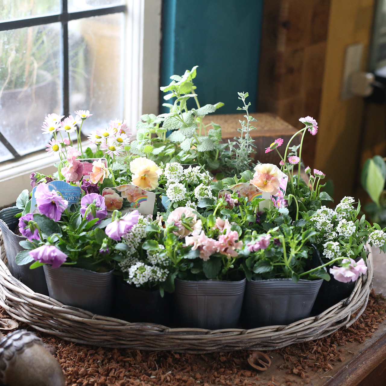 自分で植える】植田さんのフリルビオラ花苗セット（福岡発送