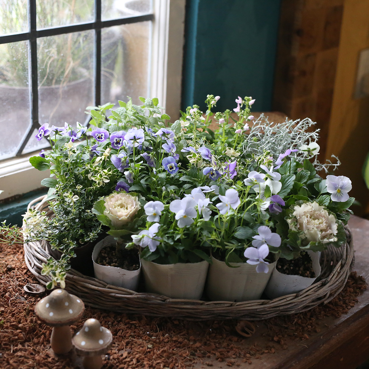 自分で植える】奥田園芸さんのブルービオラ花苗セット（福岡発送
