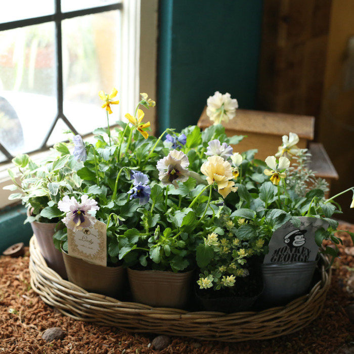 自分で植える】レディとモンキージョージの親子花苗セット（福岡発送