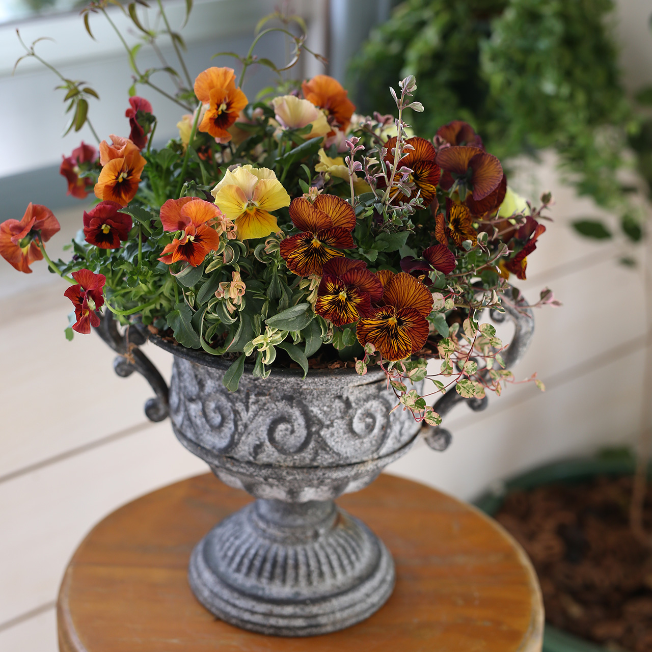 1点もの】ブリキゴブレット鉢のアンティークミニマウント植え（福岡