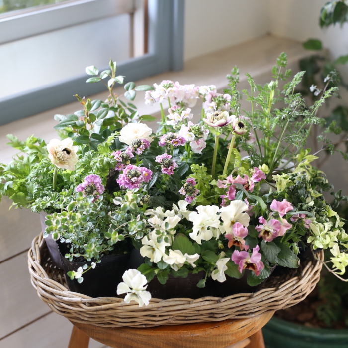 自分で植える】内山園芸さんのオージープランツセット（東京発送