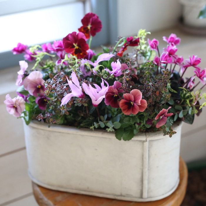 1点もの】室内で楽しめるシクラメン「ハートリーフ」のローラ