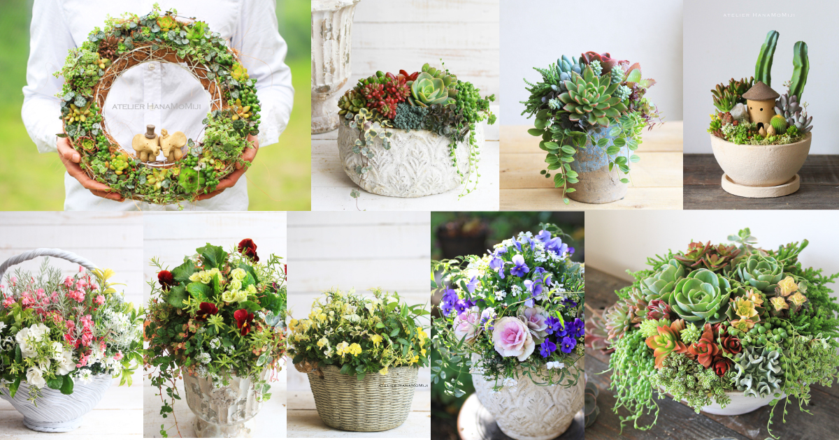 自分で植える】秋田緑花農園 育種ビオラスペシャルセット［クリア