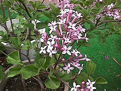 姫ライラック（ヒメライラック）