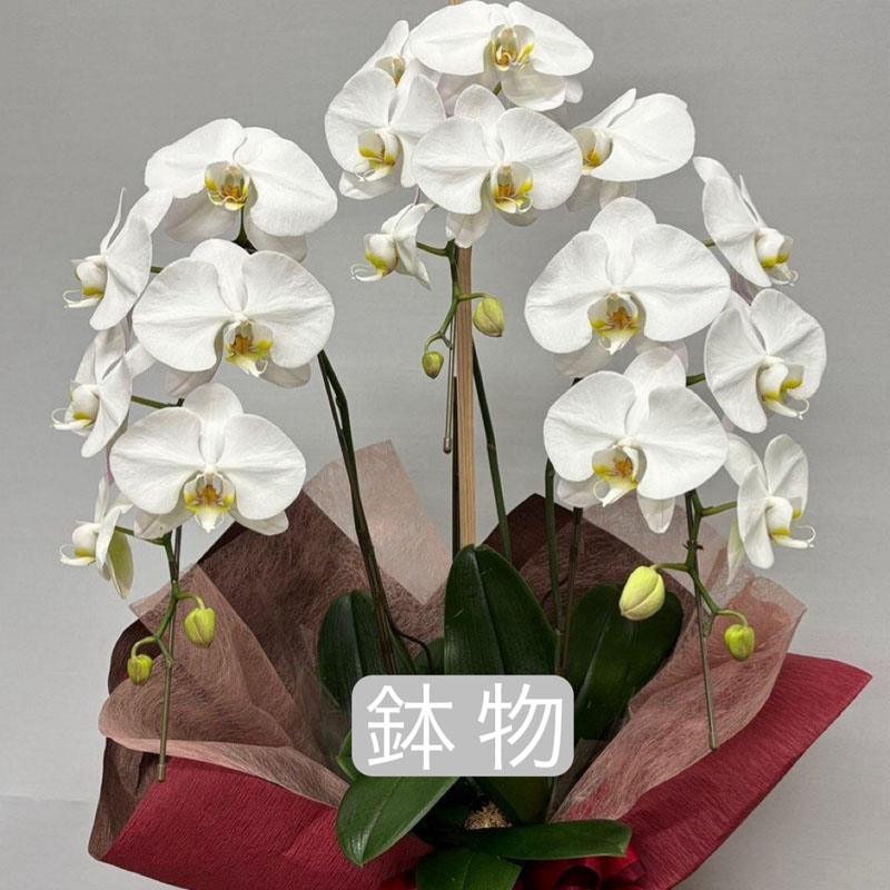 花束・アレンジメント・スタンド花・ブーケ・プリザーブドフラワー