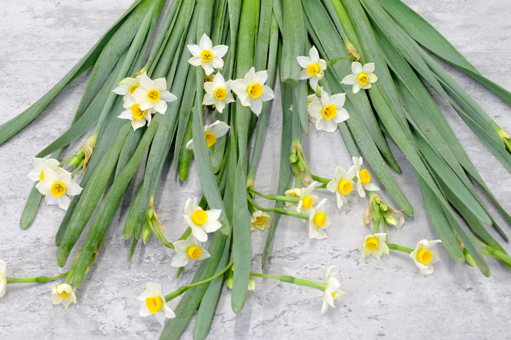 第四十四話 小寒の花あしらい「水仙」 | 二十四節気の花あしらい | 花