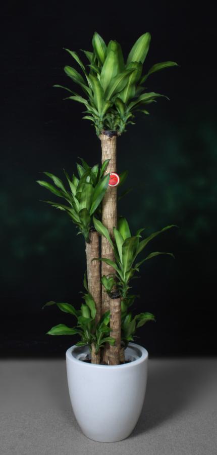 東京下町の花恭 / ドラセナ マッサンゲアナ 幸福の木