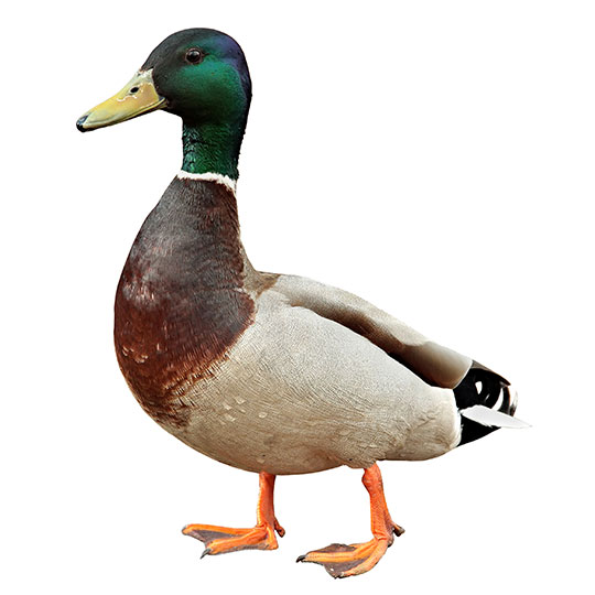 フタコブラクダ 102 | HANSA