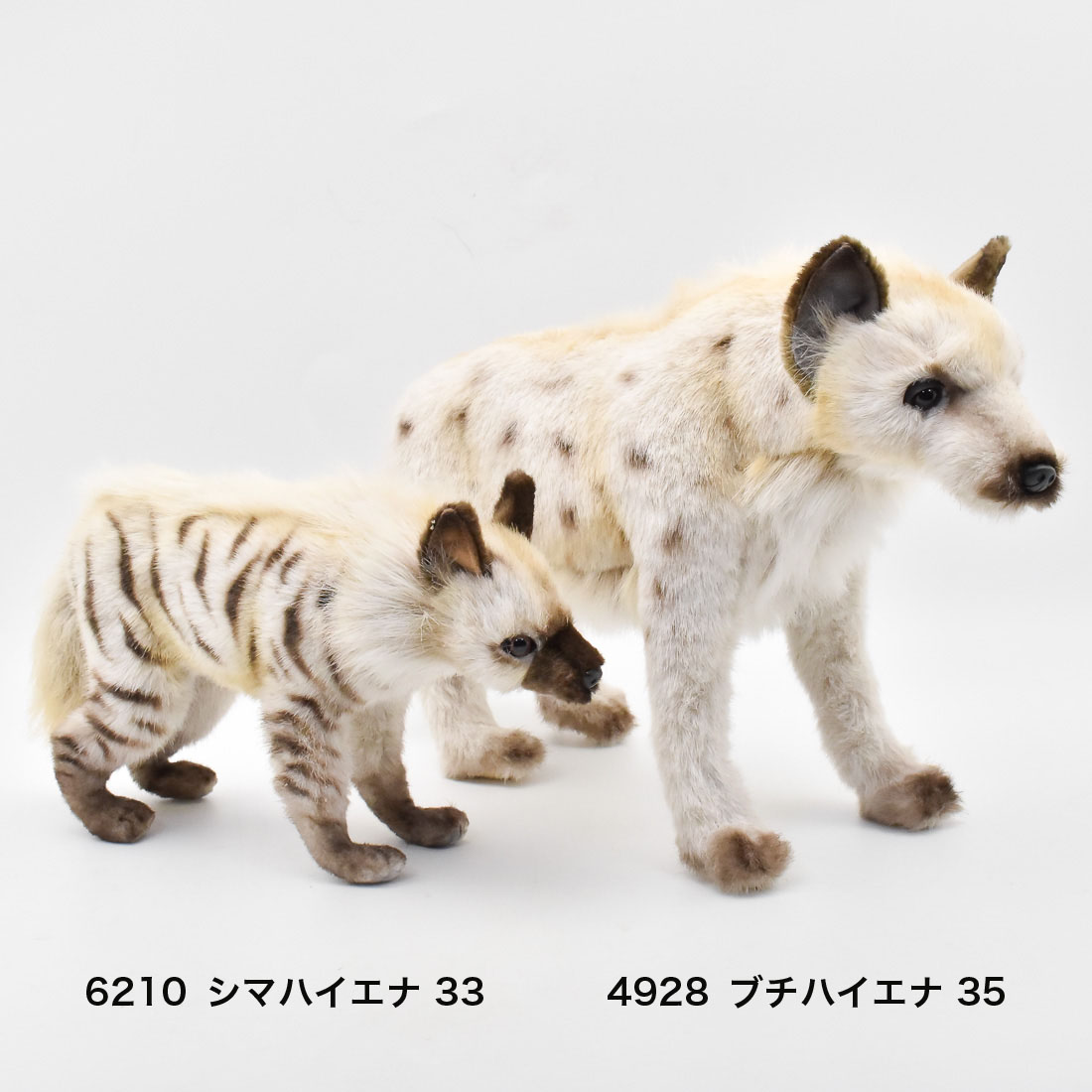 ブチハイエナ 35 | HANSA