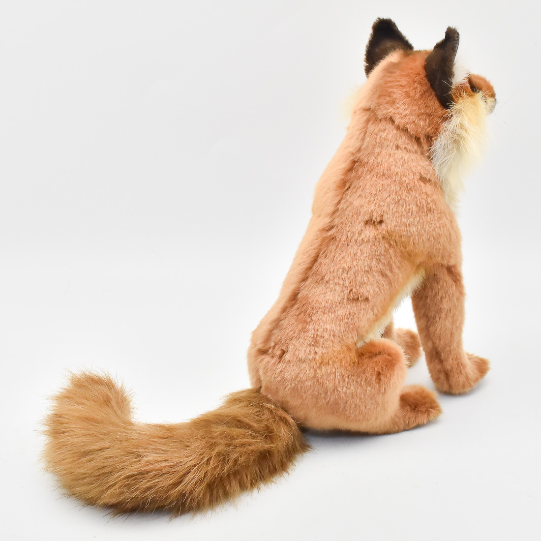 アカギツネ 30 | HANSA