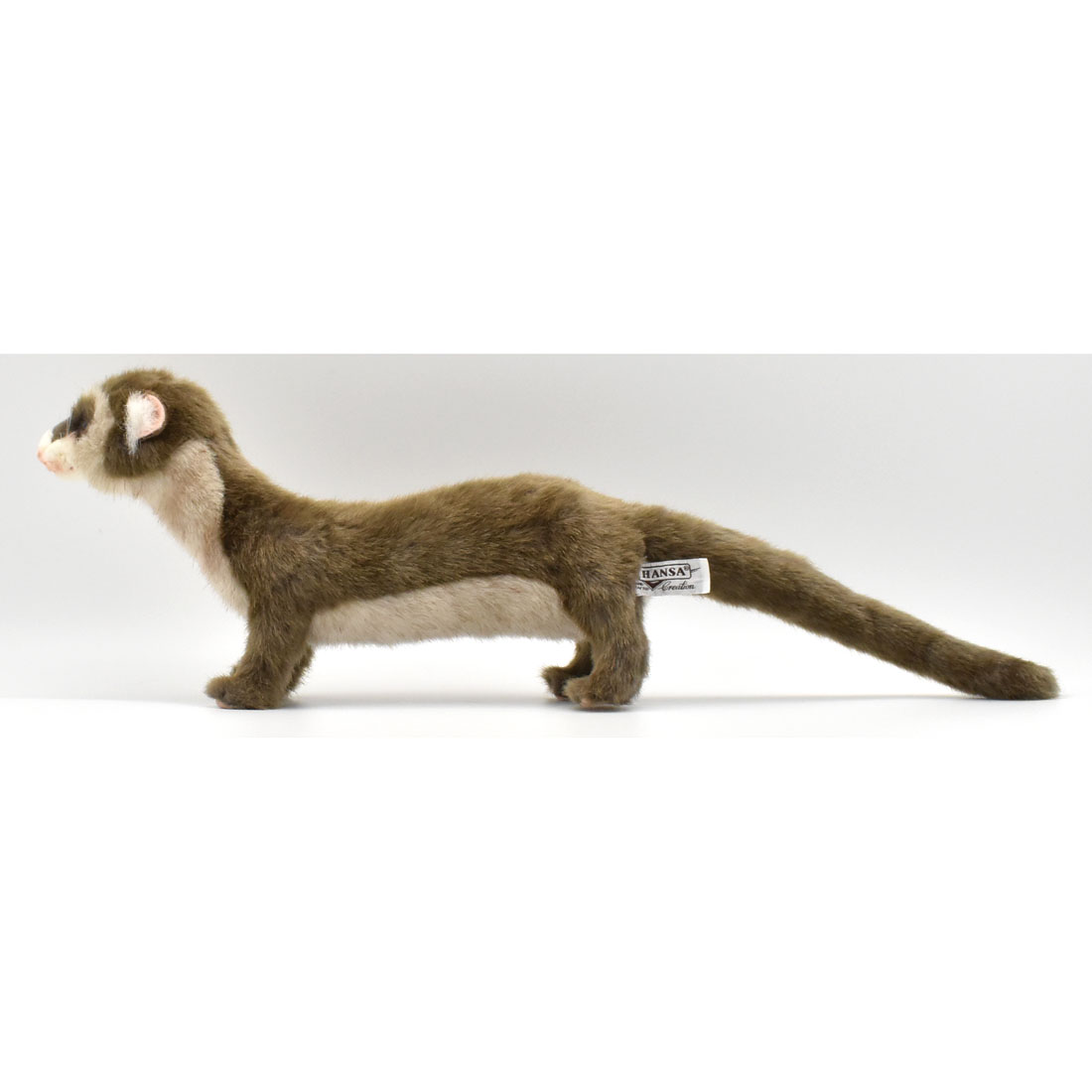 フェレット 56 | HANSA