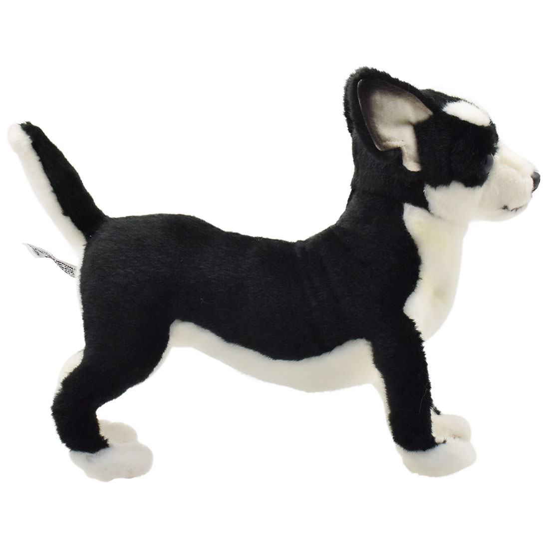 チワワ 27 | HANSA