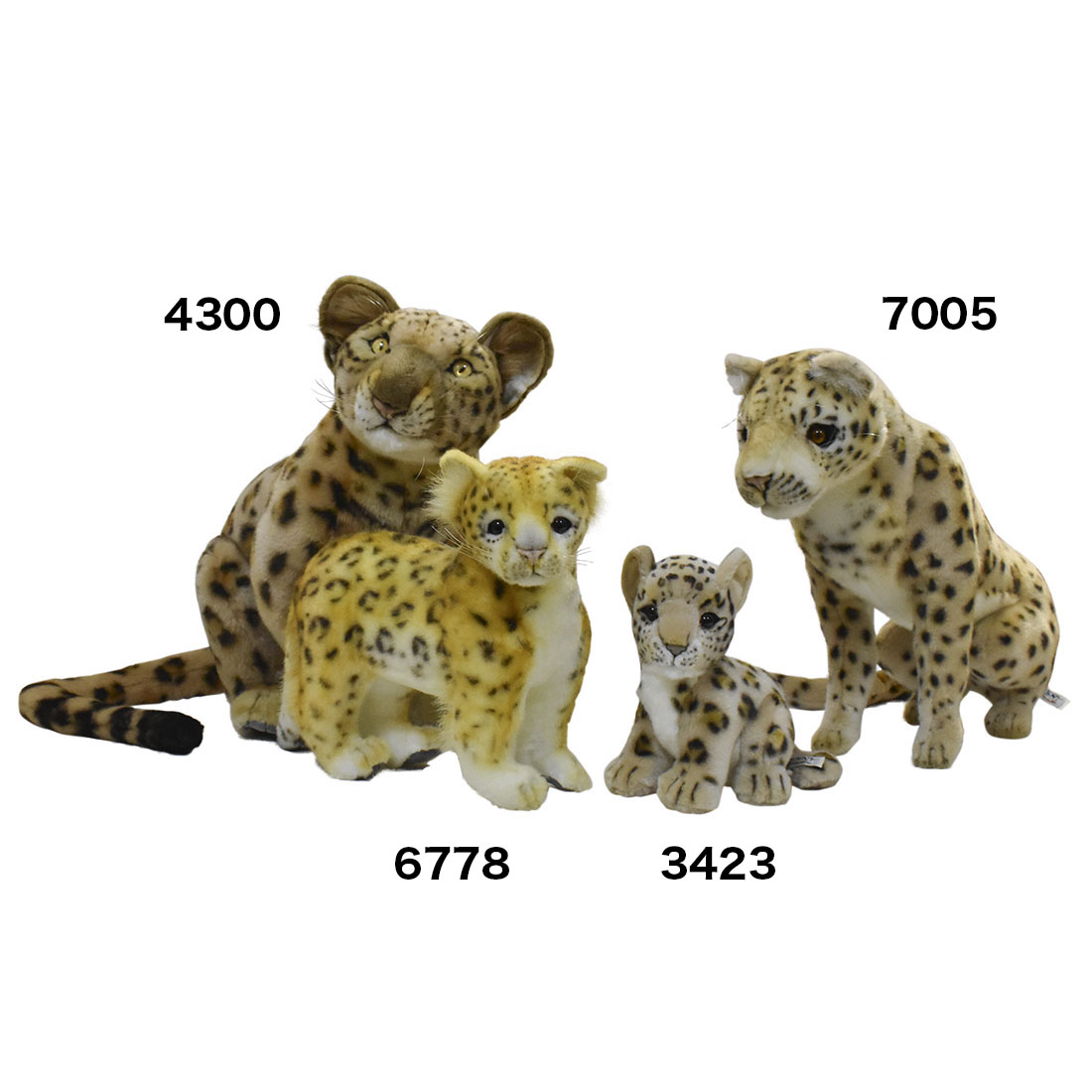 アムールヒョウ 40 | HANSA