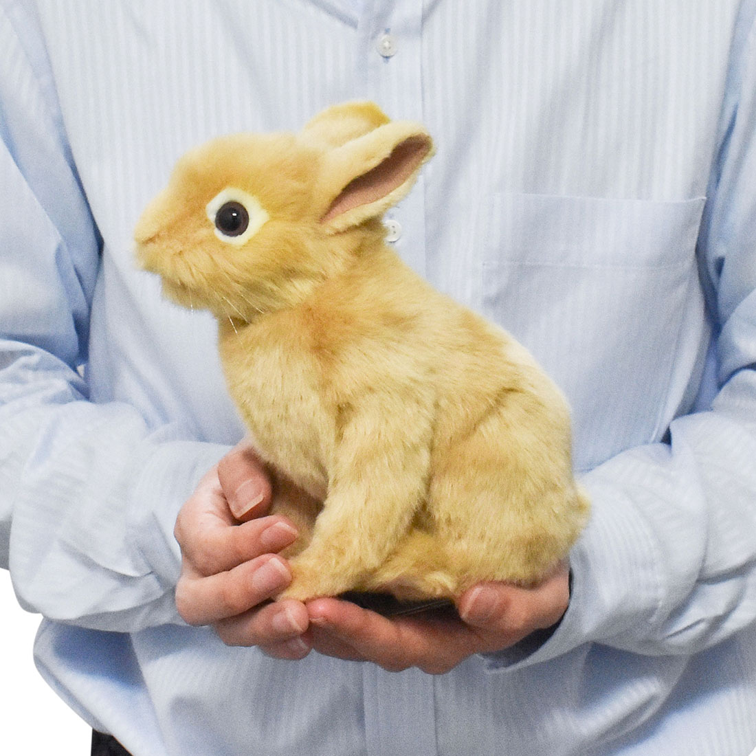 ネザーランド・ドワーフ 21 | HANSA